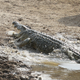 Illustration for article titled Incredibly tense images show impala escaping a crocodile attack